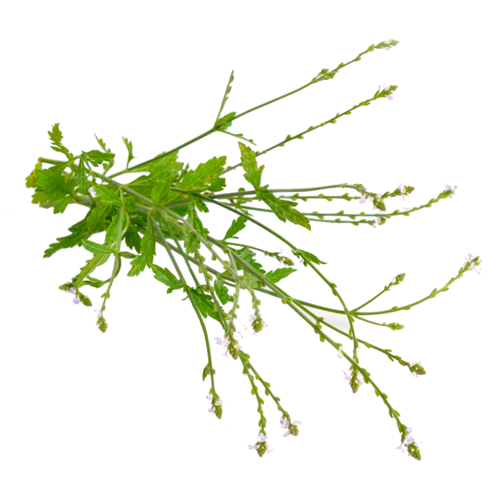 Sporýš lékařský