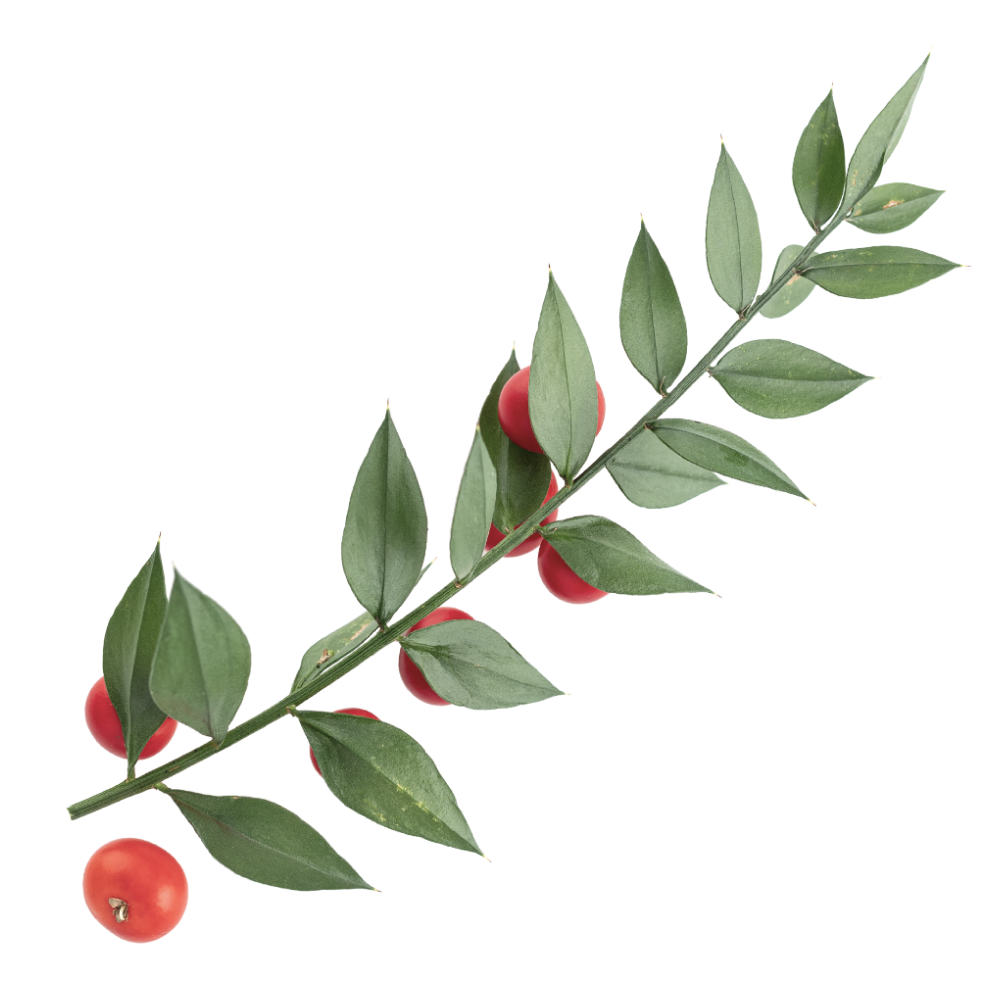 Výtažek z listnatce