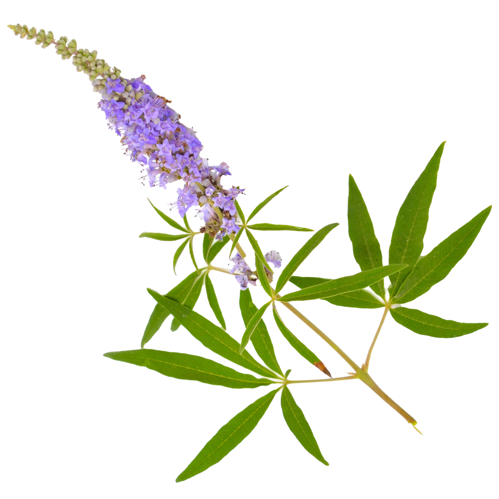 Výtažek drmku obecného