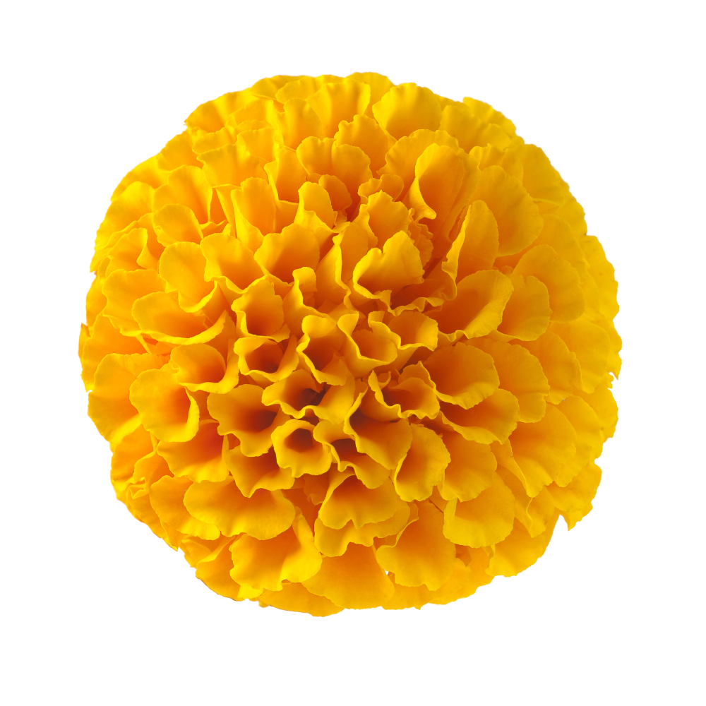 Výtažek aksamitníku