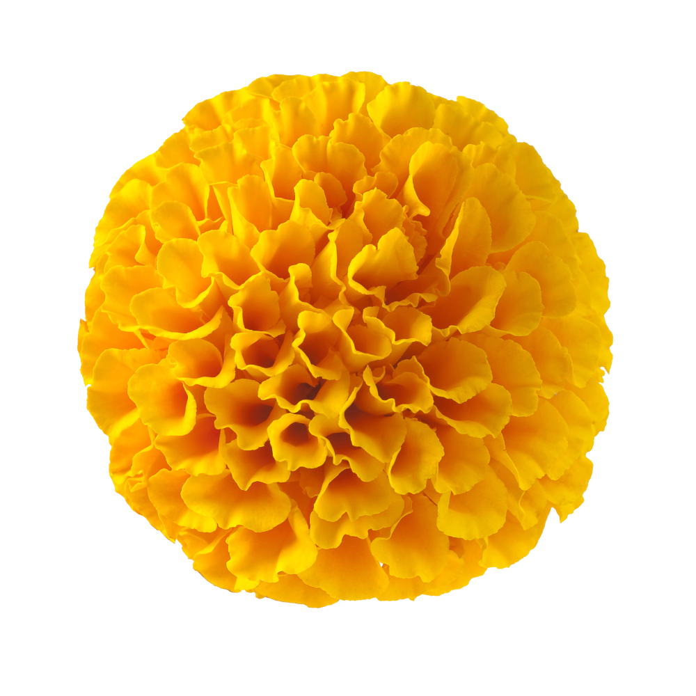 Výtažek aksamitníku