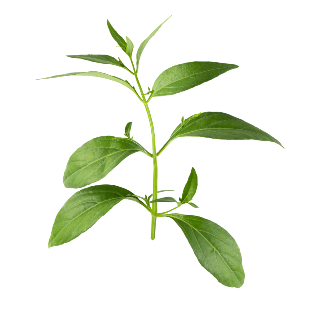 Výtažek z listů kalmeghu